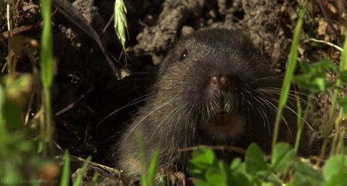 Gophers Trying To Sniff Food GIF