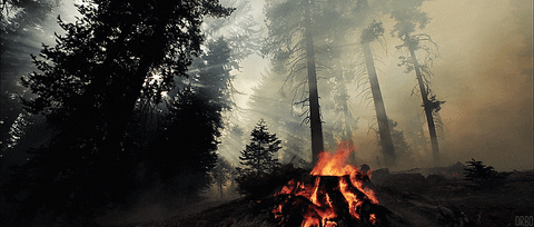 Gorgeous Forest Campfire Smokey Night GIF