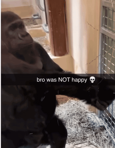 Gorilla Bro Was Not Happy