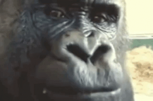 Gorilla Chewing Snack Time GIF