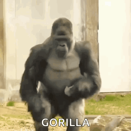 Gorilla Dancing Hitting His Chest GIF