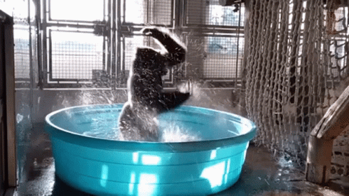 Gorilla Dancing In Swimming Pool GIF