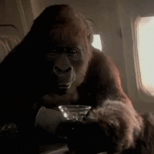 Gorilla Drinking From Glass GIF