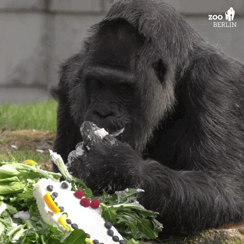 Gorilla Eating Cake With Berlin Zoo Logo GIF