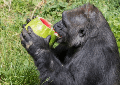 Gorilla Eating Funny Animal GIF