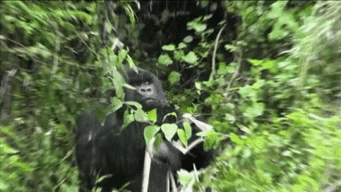 Gorilla Eating Leaves and Branches in Jungle