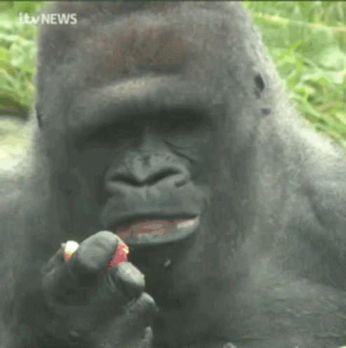 Gorilla Eating Strawberry With ITV News