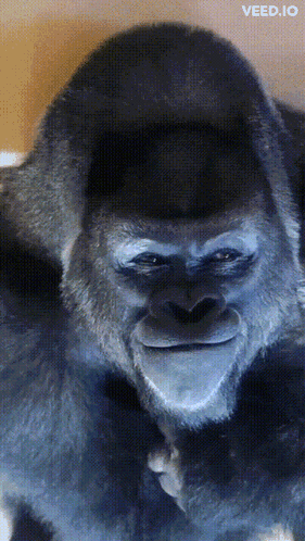 Gorilla Face Close Up Eyes Closed