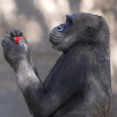 Gorilla Funny Eating Fruit GIF
