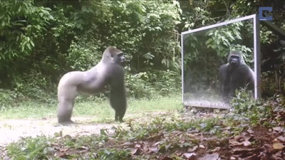 Gorilla Hitting Mirror GIF