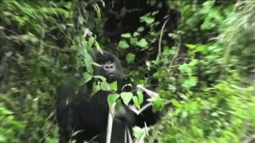 Gorilla Im Watching You GIF