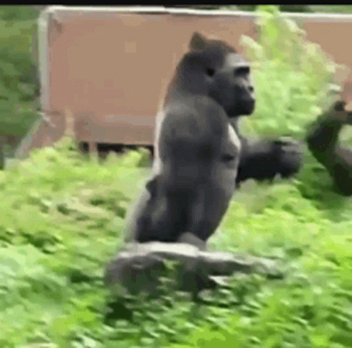 Gorilla in Grass Field
