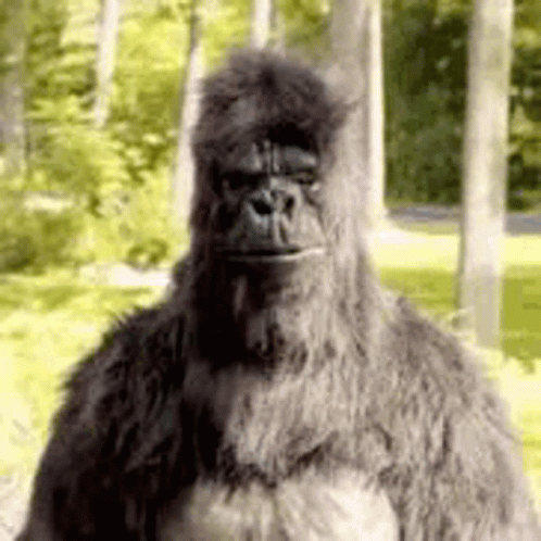 Gorilla in Woods Looking at Camera