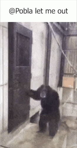 Gorilla Knocking The Door Let Me Out GIF