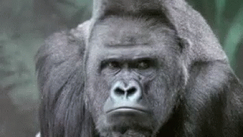 Gorilla Looking Around GIF