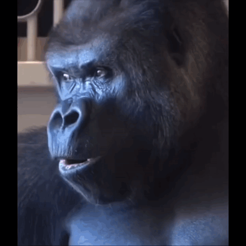 Gorilla Looking