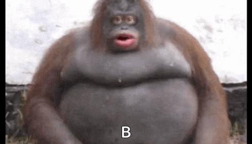 Gorilla Looking Up at Mirror
