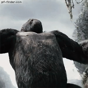 Gorilla Lying on Back with Outstretched Arms