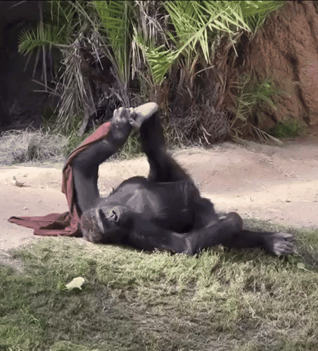 Gorilla Lying On Back With Red Towel GIF