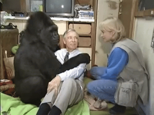 Gorilla Meets Mr Rogers GIF