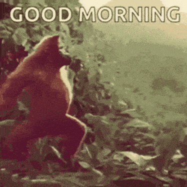 Gorilla on Rock Good Morning