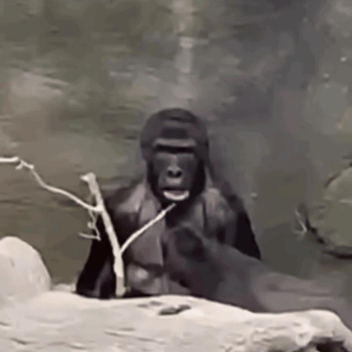 Gorilla On Rock Holding Branch In Mouth