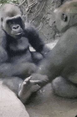Gorilla Pinch Gif GIF