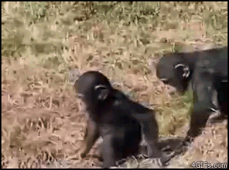 Gorilla Saving Infant GIF