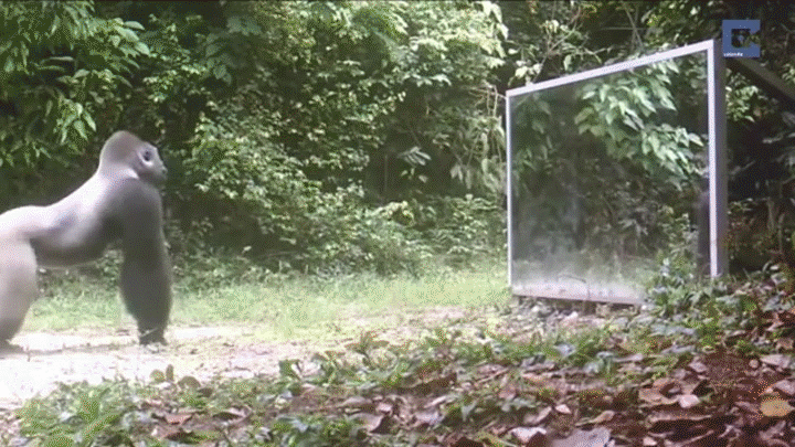 Gorilla Scared With Reflection GIF
