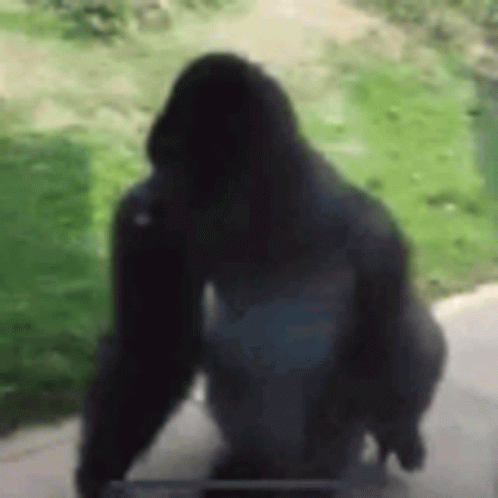 Gorilla Silhouette on Sidewalk with Green Field