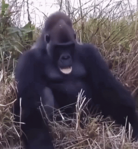 Gorilla Sitting in Tall Grass with Open Mouth