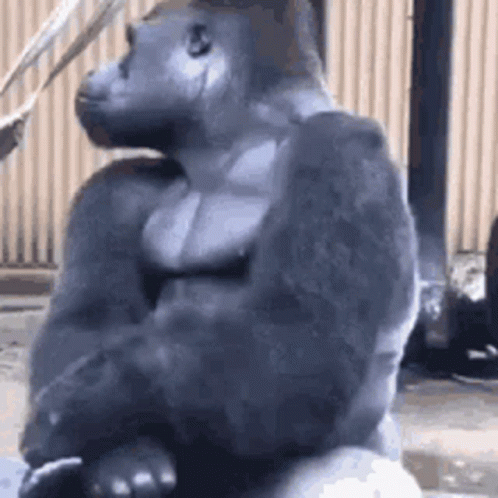 Gorilla Sitting on Rock
