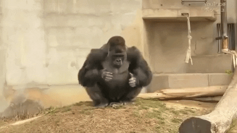 Gorilla Sitting Peacefully GIF