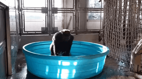 Gorilla Spinning In Tub GIF
