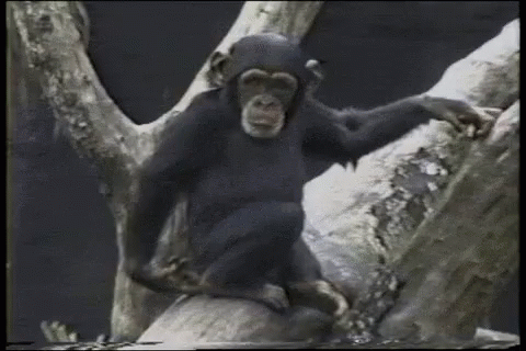 Gorilla Standing By Door And Wall GIF