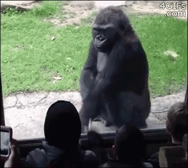 Gorilla Standing In Front Of Glass Door GIF