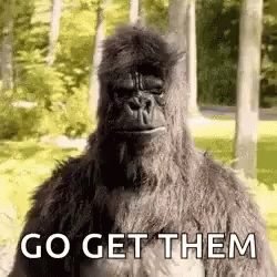 Gorilla Standing in Woods Go Get Them