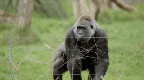 Gorilla Standing Next To Fence GIF