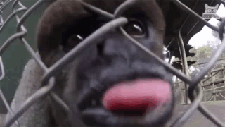 Gorilla Sticking Tongue Out