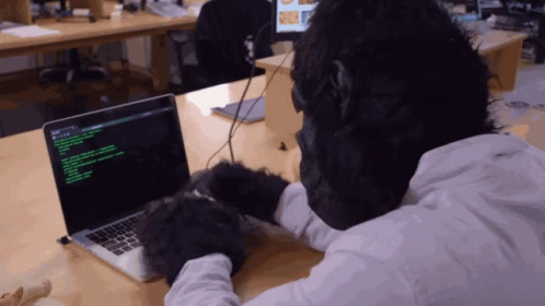 Gorilla Typing On Laptop With Green Screen GIF