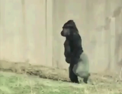 Gorilla Walking Across Grassy Field