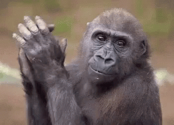 Gorilla Waving