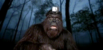 Gorilla Wearing GoPro