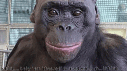 Gorilla With Baby I Am Cheesed To Meet You