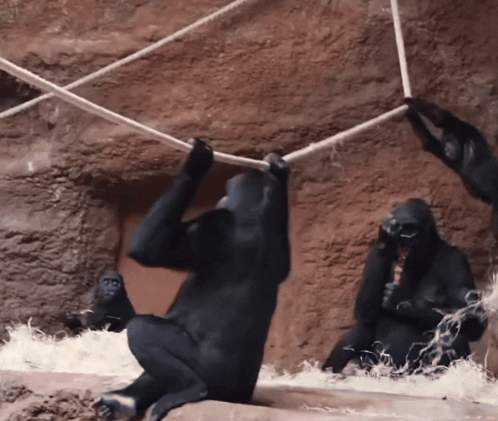 Gorillas Playing With Ropes GIF