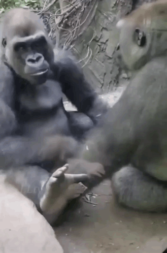Gorillas Sitting Holding Hands