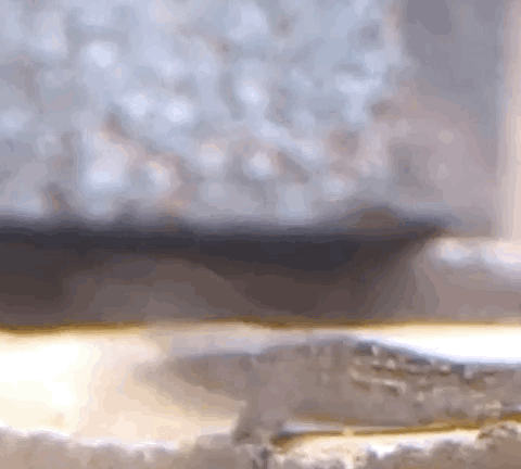 Got Crazy Dancing Lizard GIF