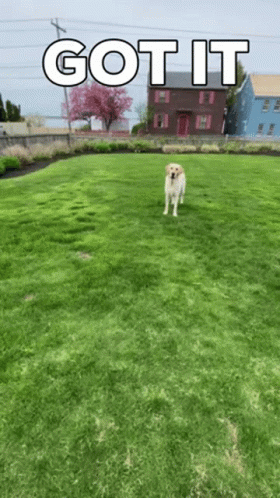 Man Throwing Frisbee On Dog Got It GIF