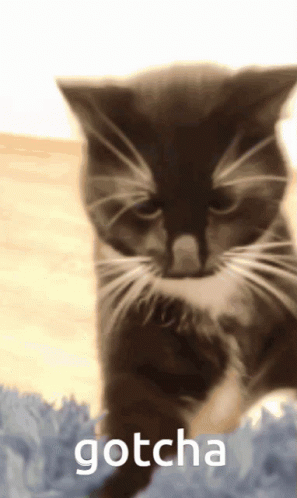 Black Cat Found You Gotcha GIF