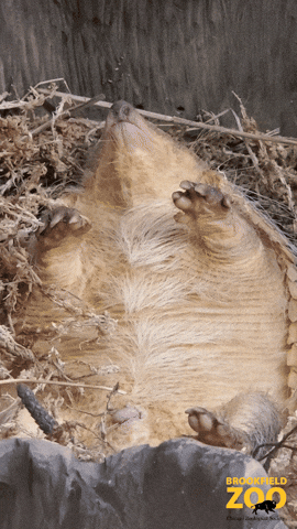 Gracioso Humor Buenas Noches 270 X 480 Gif GIF